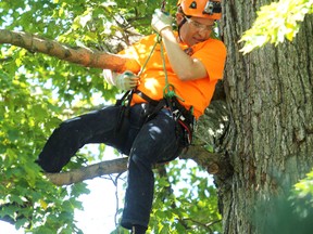 CBC comedian Rick Mercer sits in a tree while filming a segment at Saturday’s Ontario Tree Climbing Championships at Lake Ontario Park. (Elliot Ferguson/The Whig-Standard)