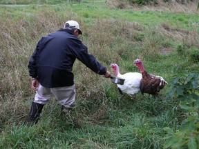 Peter Ooi feeds two of only three turkeys he has left after most of his flock was stolen from his Hwy. 38 hobby farm.
