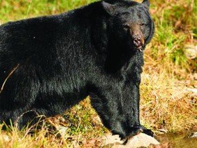 Black Bear