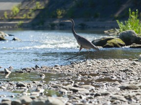 A blue heron strides across the gravel strewn bottom of the north branch of the Thames River Tuesday Sep 17, 2013 in London, Ont.
MIKE HENSEN/The London Free Press/QMI AGENCY