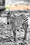 Zebra: Baby name: Filly (f) or Colt (m), REUTERS/Ina Fassbender).