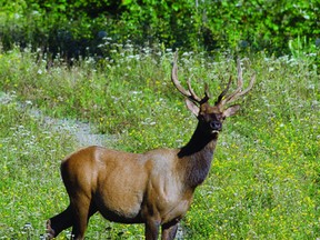 A healthy three-and-a-half-year-old young bull elk emerges from the forest, drawn into camera range by a convincing call.