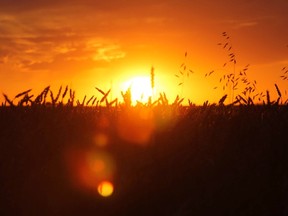 The setting sun over a wheat field near Vermilion.