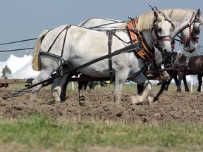 Teams of heavy horses work the fields in the plowing competition at the International Plowing Match near Mitchell on Thursday.
(SCOTT WISHART The Beacon Herald)