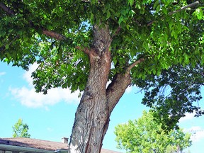 The Town of Vulcan plans to remove this tree from a residence after the residents brought the concern to council. Simon Ducatel Vulcan Advocate