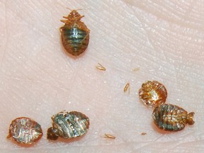 Bedbugs. (Postmedia Network)