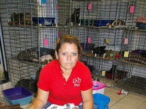 Sherrie Goodwin was greeted with a box of six abandoned young cats on her first day as Animal Aide operations manager Friday in St. Thomas. Sept. 20, 2013. (Eric Bunnell, Times-Journal)
