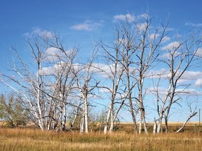 Town council discussed at its Sept. 9 meeting what to do with the dead trees along the old sewage lagoons.