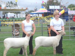 Dustiny Walls, left and Amy Giles, show their lambs in the ewe lamb confirmation class Saturday at the Glencoe Fair. Both are members of the Glencoe Sheep Club.