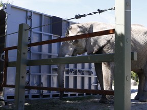 A Toronto zoo elephant stands beside one of the containers that will move the large animals to California, on Wednesday September 18, 2013. Craig Robertson/Toronto Sun/QMI Agency