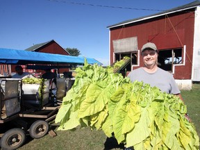 Brian and Carol Vanderhaeghe are simply trying to make a living, rather than being active members of a living history on their farm several miles west of Langton’s main corner. But they may be the last surviving island of traditional stick-cured tobacco in Ontario, providing a glimpse into a harvesting past shared by many area residents. Brian holds up a stick last week, during the home stretch of harvest 2013. Jeff Tribe/Tillsonburg News