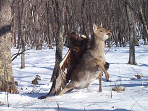 A photo captured a  golden eagle attacking a young sika deer in Russia. (Photo courtesy of the  Zoological Society of London and Wildlife Conservation Society)