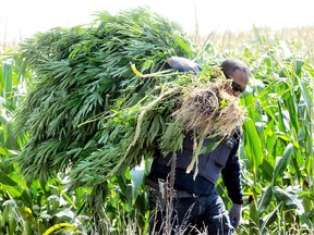 A police officer carries his haul of immature marijuana plants out of a corn field on Gregory Drive near Chatham (Daily News file photo)