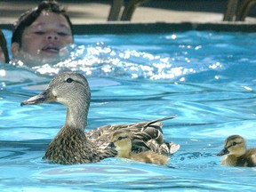 A pair of ducklings swim with their mother in the Borden Park swimming pool in Edmonton.  Staff at the pool say the mother is an offspring of last years pool occupants.  The trio try to stay away from the human swimmers although a few of the kids do try to harass the critters.