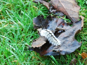 Residents should be mindful of a the Hickory Tussock Mother caterpillar. Touch the caterpillar can cause an allergic reaction including an itchy rash and some cases nausea. (TARA BOWIE, Sentinel-Review)