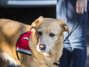 Lily the service dog file photo