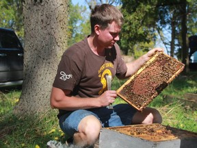 Dan Davidson, president of the Ontario Beekeepers Association, checks a hive near his home outside of Watford. Widespread losses in Ontario bee colonies has the association calling for a ban on neonicotinoid pesticides used in grain farming. (PAUL MORDEN, The Observer)