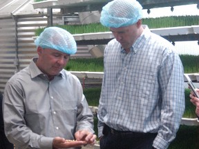 Dale Donaldson, owner of Everspring Farms Ltd. in Seaforth shows off some their product to Huron-Bruce MP Ben Lobb. Lobb had previously announced a $155,000 loan to the business through the federal government’s Agrilnnovation Program (AIP). (DAVE FLAHERTY/QMI AGENCY)