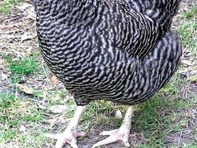 Shown is a barred rock chicken. (CONTRIBUTED PHOTO)