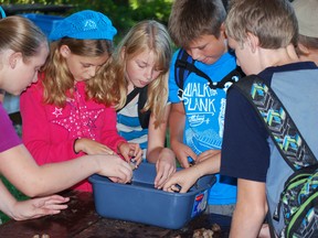 A group of students from Davenport Public School in Aylmer crowd around a bucket of water with seeds in it, to see which ones float. The activity was part of the Carolinian Forest Festival at Jaffe Environmental Education Centre and Springwater Conservation Area. The goal of the festival was to introduce students to the local ecosystem. From left - Elizabeth Wiebe, Kathrynn O'Neill, Kayla Sawatzky, Noah Sporbech and Ben Wall.