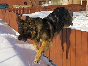 Edmonton police dog Quanto. SUPPLIED