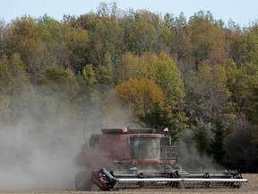 With a bushlot of muted autumn leaves as a backdrop, the bean harvest continues on Perth County farmland east of Mitchell last Thursday, Oct. 3. SCOTT WISHART/QMI AGENCY