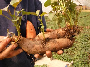 Sweet potatoes are propagated by planting the vines that emerge from tuberous roots.