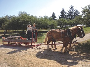 Tony and Fran McQuail pulling two of their horses they have on their farm at Meeting Place Organic Farm (Creek Line, RR1 Lucknow).