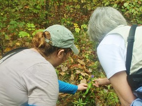 Erin Carroll and Kathy Mitchell check out a rare flower during a recent walk in the Bickford Oak Woods in St. Clair Township. Lambton Wildlife Inc. has scheduled a Fungi Foray event for this weekend. HEATHER YOUNG/ SARNIA THIS WEEK/ QMI AGENCY