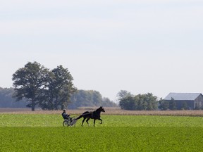 Rick Heaman rides behind two-year-old racing horse, Big Rick, as they train on a track at his farm on Fernhill Drive near Ailsa Craig on Friday. CRAIG GLOVER The London Free Press / QMI AGENCY