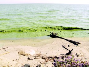 Algae blooms are seen in this photo taken on the shores of Lake Erie, just east of Palmyra, Ont., in this Oct. 8, 2011 file photo. (File photo)