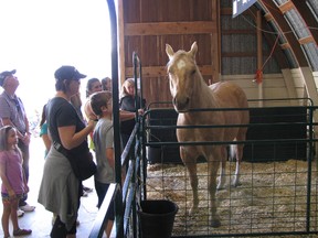 Organizers of the Brigden Fall Fair set aside a building just for children and their families, in which the kids could get close to some farm animals. This horse was the centre of attention for this group. (PETER EPP, QMI Agency)