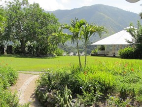 The gentle micro-climate found in Jamaica's Blue Mountains is ideal growing coffee. (Diane Slawych photo)