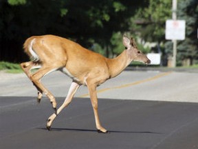 deer1