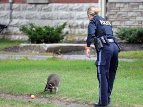 opp raccoon