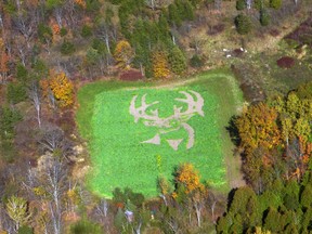 This aerial photograph snapped by a local ultralight-aircraft pilot on Thanksgiving Saturday clearly shows Steve Elmy's 15,232-square-foot deer-head food plot planted in a one-acre field in Roslin, northeast of Belleville, last August. - SUBMITTED PHOTO