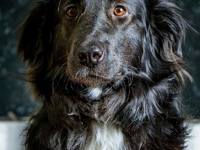 A current picture of Zeus the dog after healing from injuries suffered after abuse. Photo Courtesy of Edmonton Humane Society