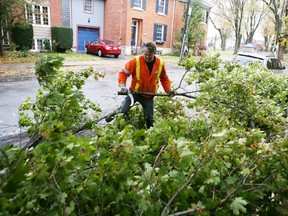 City worker Jason Donaldson cleans up a tree branch felled by the high winds on Clergy Street Saturday morning. (Elliot Ferguson The Whig-Standard)