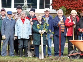 Members of the Sydenham Field Naturalists planted 27 trees on the Margaret Avenue boulevard on Sunday, October 27. They planted redbuds and serviceberrys, replacing diseased trees that were taken down last year.