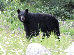A black bear. (Postmedia Network file photo)