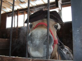 A horse at Horse Power Stables dressed up as a pirate.