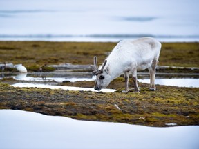 A file photo taken on June 4, 2010 shows a reindeer in Ny-Alesund in the Svalbard archipelago. (AFP PHOTO/MARTIN BUREAU)