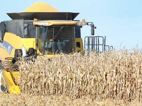 Jason Ballantyne pilots a New Holland combine through a field of grain corn on a sunny and dry afternoon on Otto Farms fields near Sebringville. (Postmedia Network file photo)