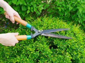 The time to prune depends on the type of tree or shrub you have.