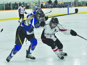Sheridan Oswald of the Central Plains Female AAA Midget Capitals battles with a Westman defender during the Caps/Westman game Nov. 3. (Kevin Hirschfield/THE GRAPHIC/QMI AGENCY)