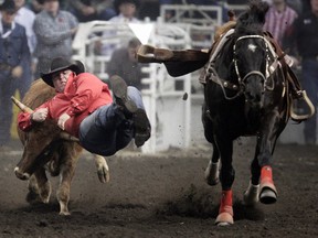 Straws Milan takes his turn at steer wrestling (David Bloom, Edmonton Sun).