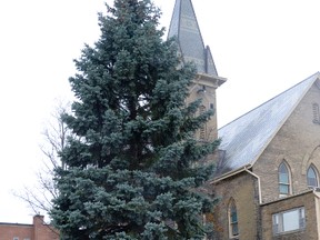 A tree in front of Avondale Church, Harvey Street, will be the location of this year's annual Christmas Tree Lighting in Tillsonburg, Sunday, Nov. 17. CHRIS ABBOTT/TILLSONBURG NEWS