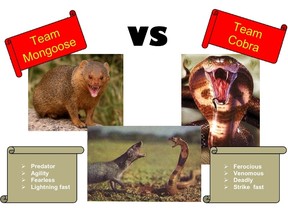 The poster promoting the "meaningless" match between Team Mongoose and Team Cobra.