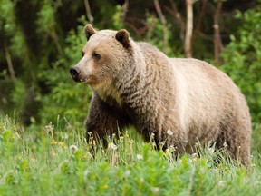 A 23-year-old grizzly bear was put down in the area of Peter Lougheed Provincial Park on Nov. 4 after it was determined she had repeatedly tried to access cars and camping trailers in and around Mount Kidd RV Park. (File photo)