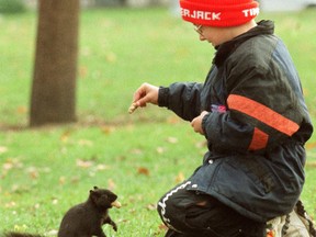 The bylaw isn't targeting those feeding peanuts to squirrels at Victoria Park. It's intended to keep people from setting out big bushels of corn or cartloads of bread to attract geese or deer. (QMI Agency file photo)